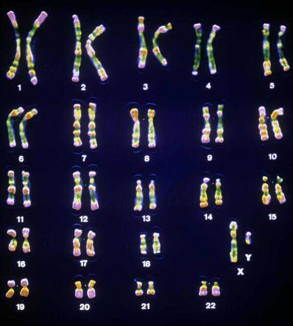 中国供卵公司排名榜单,试管婴儿冻胚移植步骤