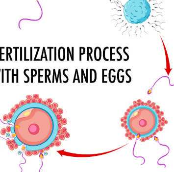 咨询国内供卵机构的电话,*二代试管婴儿**几率大吗 实际上正常人**几率差不多