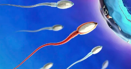 国内供卵机构排行,高龄试管婴儿之前必须要进行*育能力评估