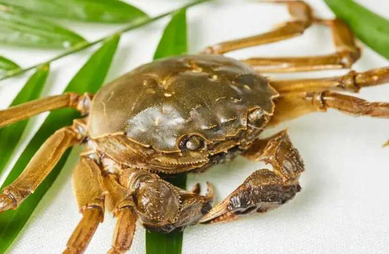 国内大龄供卵试管医院,怀龙凤胎是不是一前一后排卵介绍，会不会隔一天看完便知